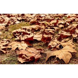 Outono terá veranicos, nevoeiros, geadas e diminuição das chuvas no Paraná